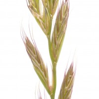 Italian Rye-grass